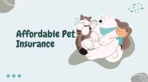 affordable pet insurance